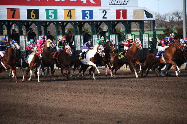 horses-2523298_1920
